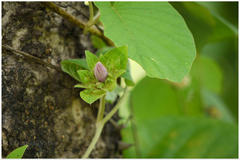 Argyreia sericea